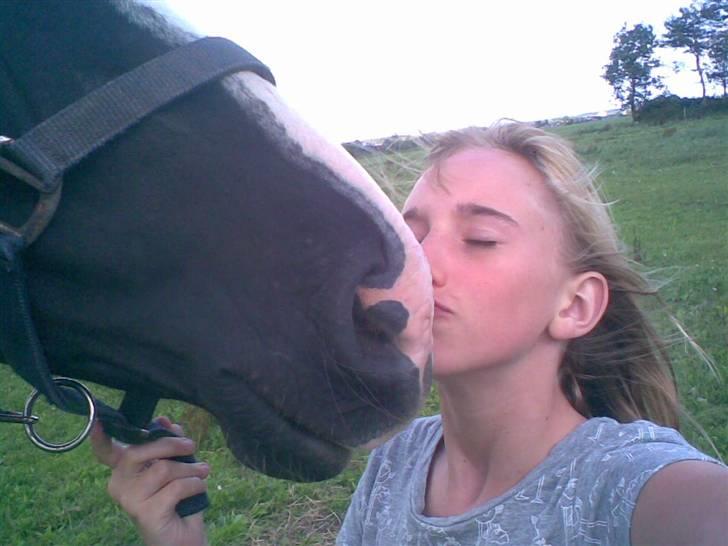 Hannoveraner Ferrari <3 SOLGT - JEG ELSKER HAM!<3 billede 5