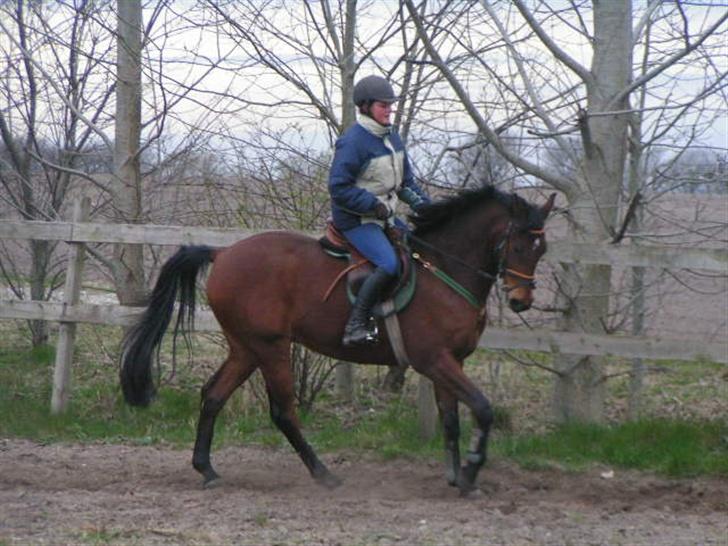 Anden særlig race Stewart Stardust billede 2