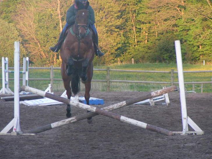 Anden særlig race Stewart Stardust billede 3