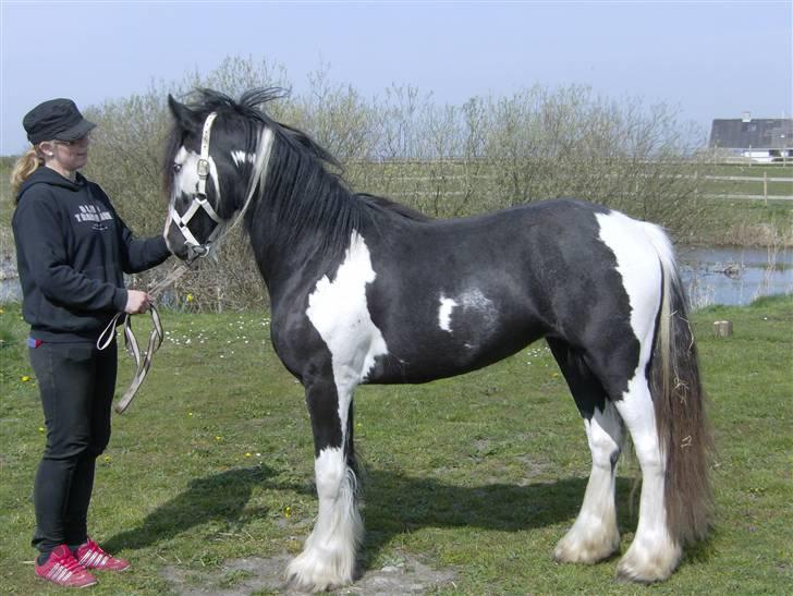 Tinker agerhøjs van chivas regal - her sammen med  forhenværende ejer annette.. billede 14