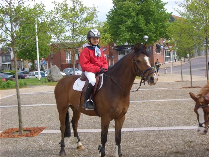 Anden særlig race simba  billede 8
