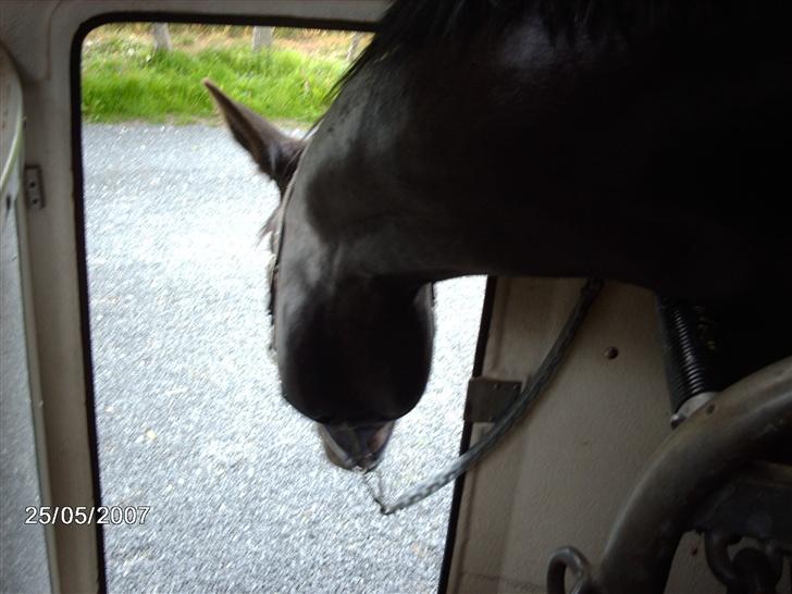 Dansk Varmblod Santos <3  - Santos i trileren <3 billede 5