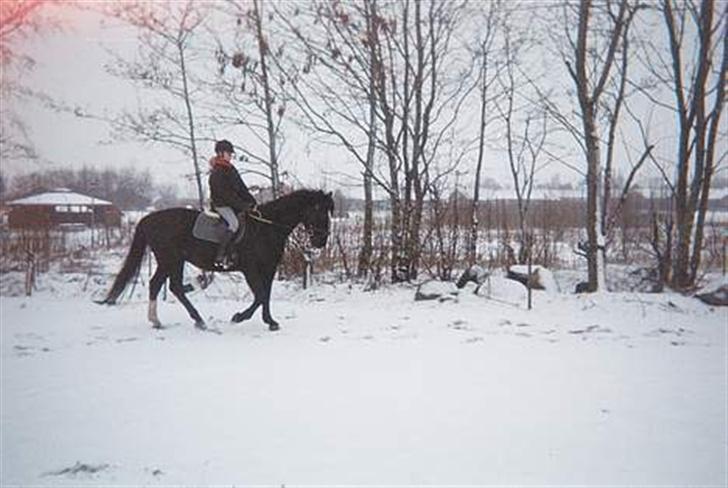Dansk Varmblod Santos <3  - Skridt - snevejrsdag <3 billede 6