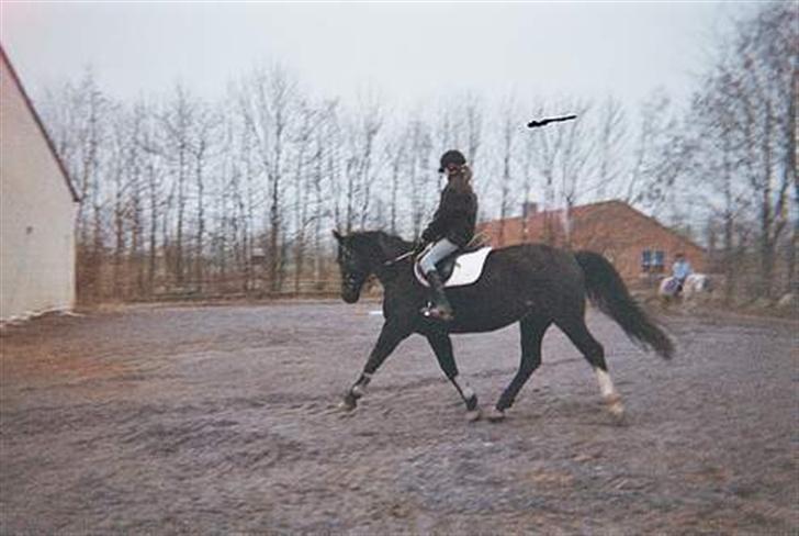 Dansk Varmblod Santos <3  - Let dressur - trav  billede 7