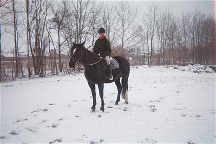 Dansk Varmblod Santos <3  - billedet siger sig selv <3 billede 8