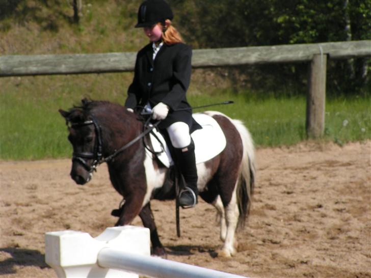 Shetlænder Mini Max - Mini Max s første stævne . fik en 5 plads i begynderklassen. billede 8