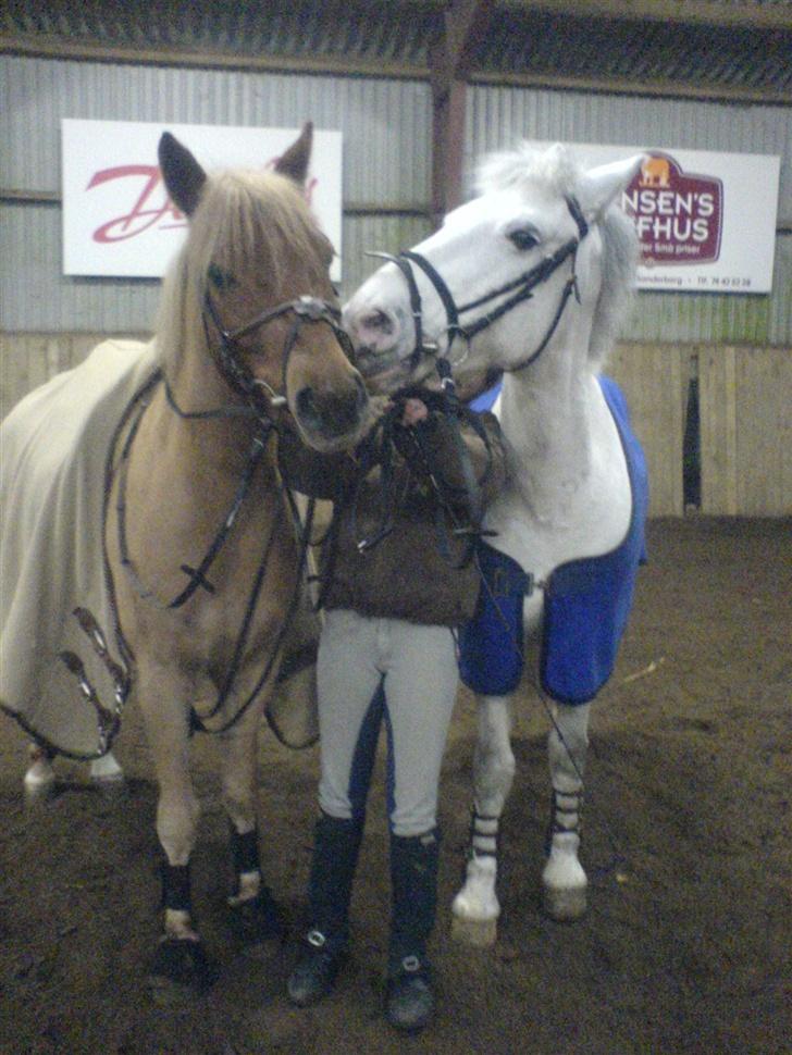 Anden særlig race komet  - Komet og Camelot er gode venner... :)  <3<3<3 billede 15