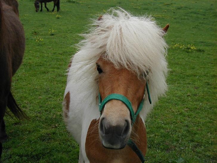 Anden særlig race Gina (SOLGT) - Min flotte hvide man :d billede 1