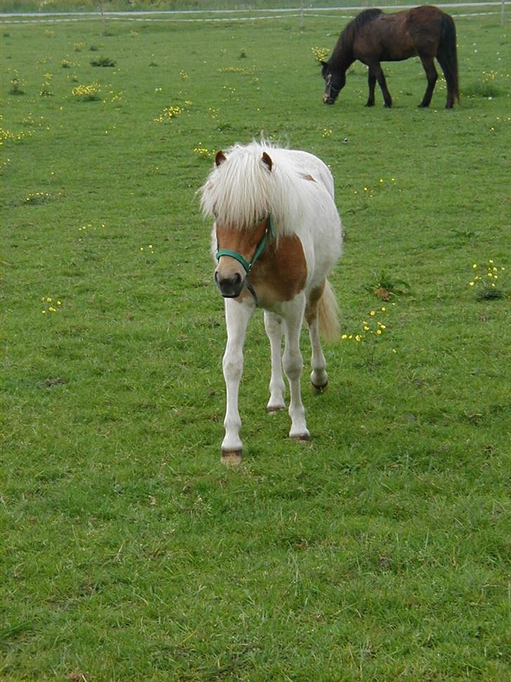 Anden særlig race Gina (SOLGT) billede 2