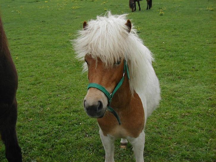 Anden særlig race Gina (SOLGT) billede 3