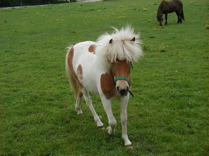 Anden særlig race Gina (SOLGT) billede 4