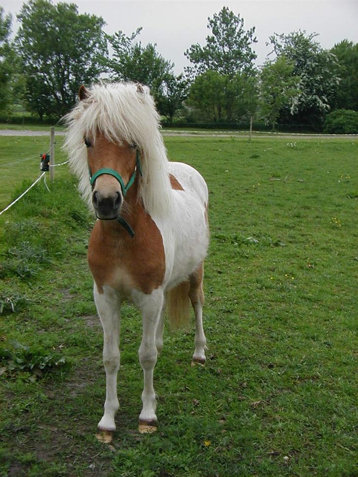 Anden særlig race Gina (SOLGT) billede 5