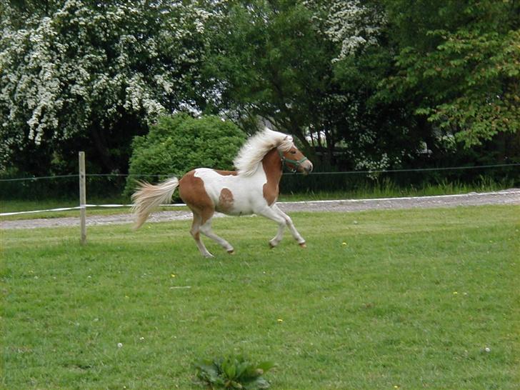 Anden særlig race Gina (SOLGT) billede 6