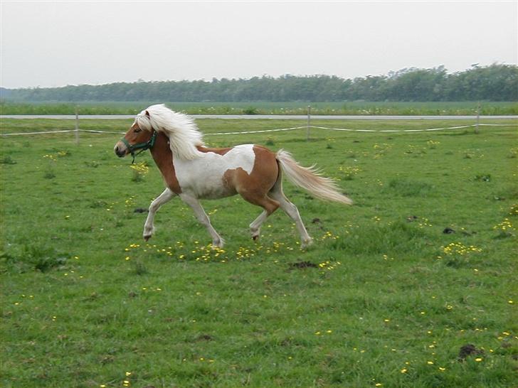 Anden særlig race Gina (SOLGT) - Er jeg ikk bare flot i sådan en svæve trav ? :D billede 7