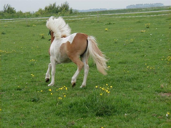 Anden særlig race Gina (SOLGT) - Gider ikk ...  billede 8