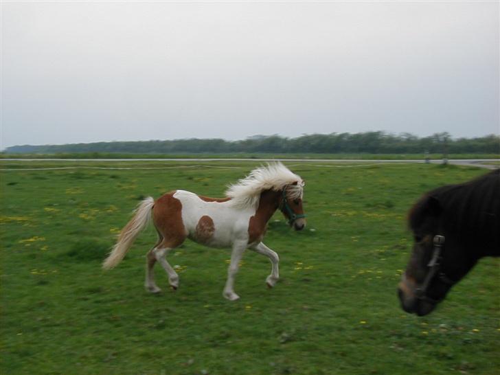 Anden særlig race Gina (SOLGT) billede 9