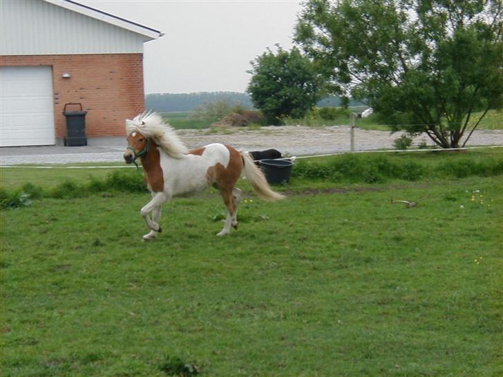 Anden særlig race Gina (SOLGT) - Ja , en stjerne har hun osse :D billede 10