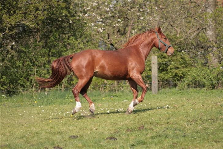 Frederiksborg lindevangs ferbienne - kan jeg ikke snart få lov til at græsse? billede 3