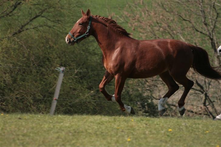 Frederiksborg lindevangs ferbienne - se jeg kan næsten flyve billede 5