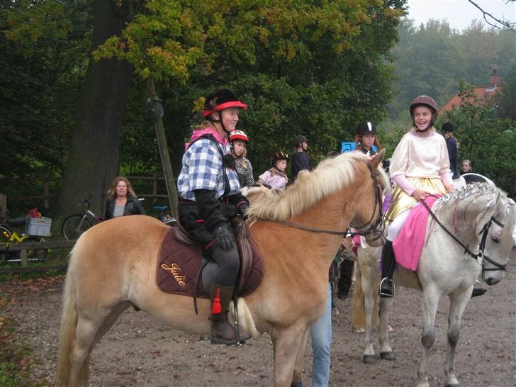 Haflinger Skyttegårdens Agra R.i.P  - Miig og agra til Vild med hest optoget billede 2