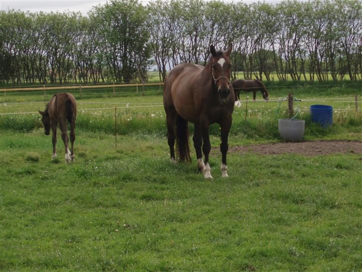 Dansk Varmblod Sila Mandø billede 17
