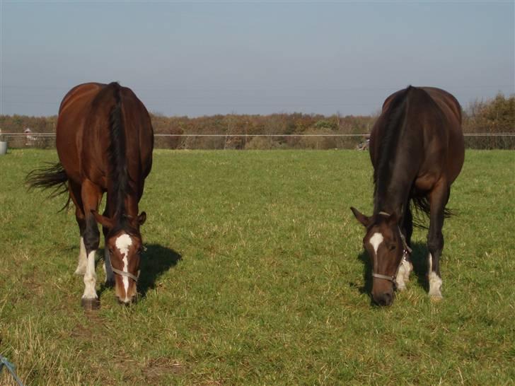 Dansk Varmblod Sila Mandø billede 18