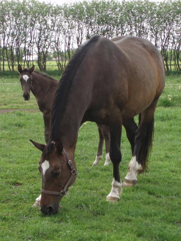 Dansk Varmblod Sila Mandø billede 19