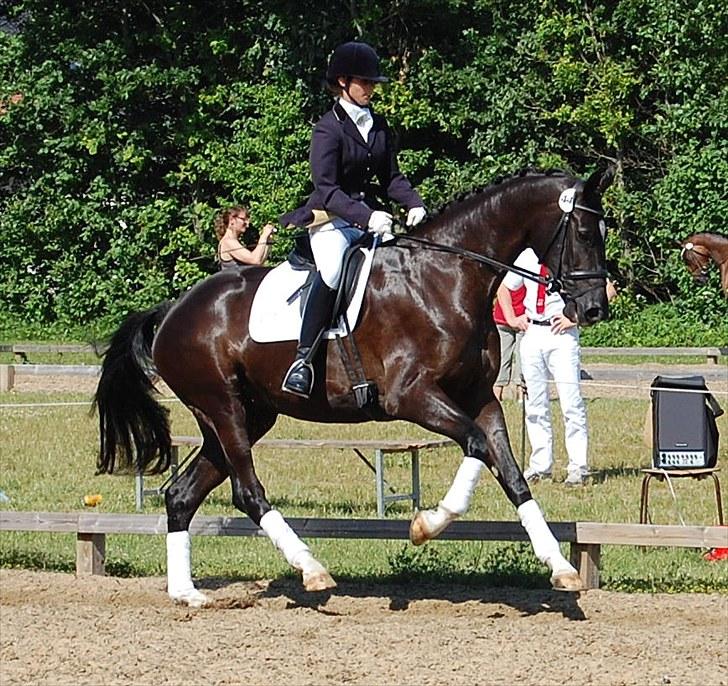 Dansk Varmblod Højgårds Delina - Sadelkåring i Sdr. Hygum d. 25/6-10. Foto: Trine Hobel. billede 3