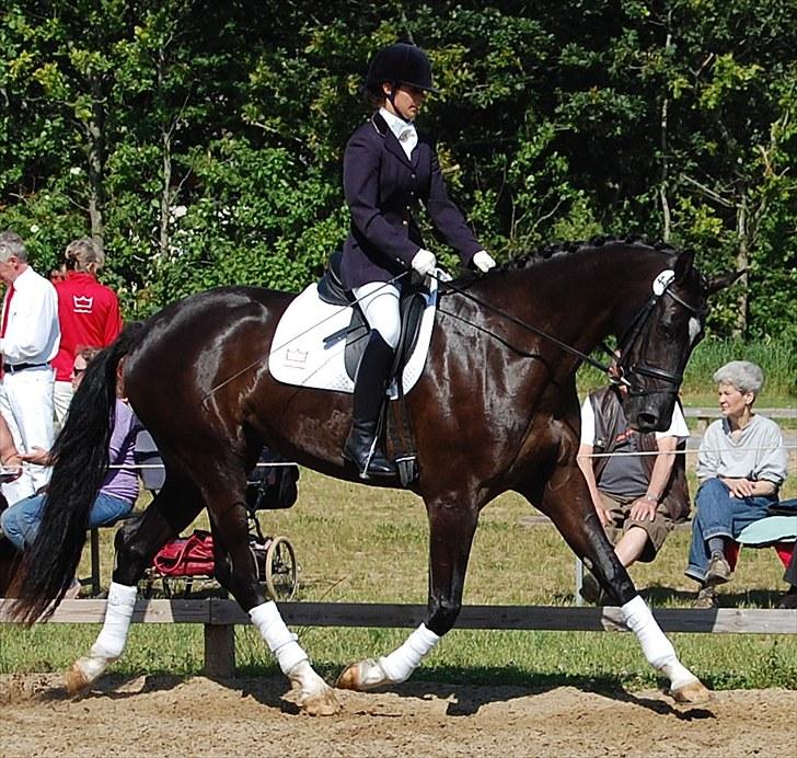 Dansk Varmblod Højgårds Delina - Sadelkåring i Sdr. Hygum d. 25/6-10. Foto: Trine Hobel. billede 6