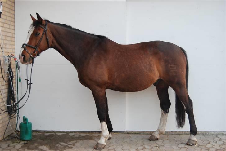 Dansk Varmblod Fabian 007 R.I.P billede 2