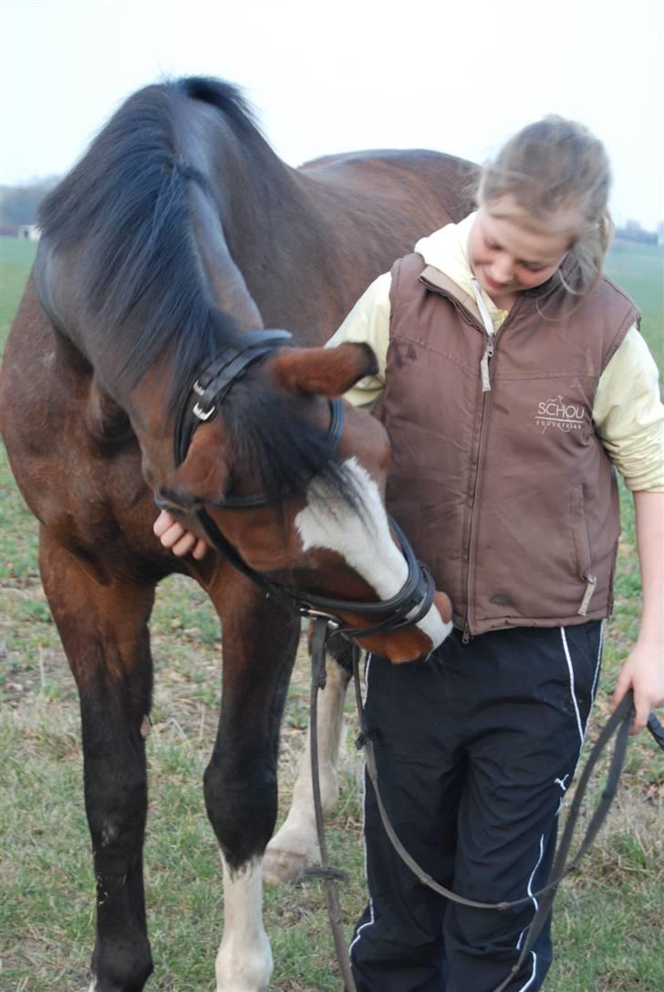 Dansk Varmblod Fabian 007 R.I.P - har du noget mad :D  billede 3