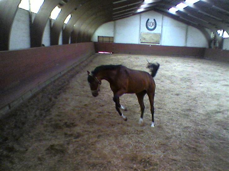 Dansk Varmblod Fuglesangs Luca billede 15