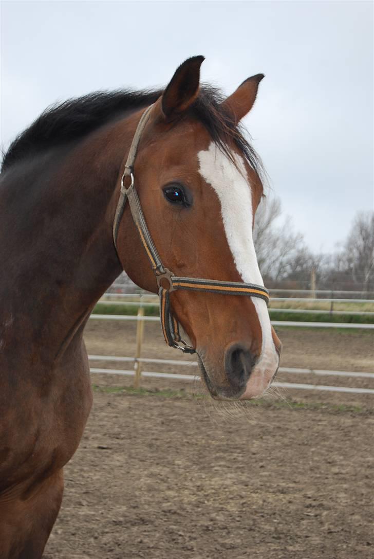 Dansk Varmblod Fabian 007 R.I.P - Super godt billde !  billede 4