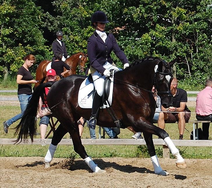 Dansk Varmblod Højgårds Delina - Sadelkåring i Sdr. Hygum d. 25/6-10. Foto: Trine Hobel. billede 8