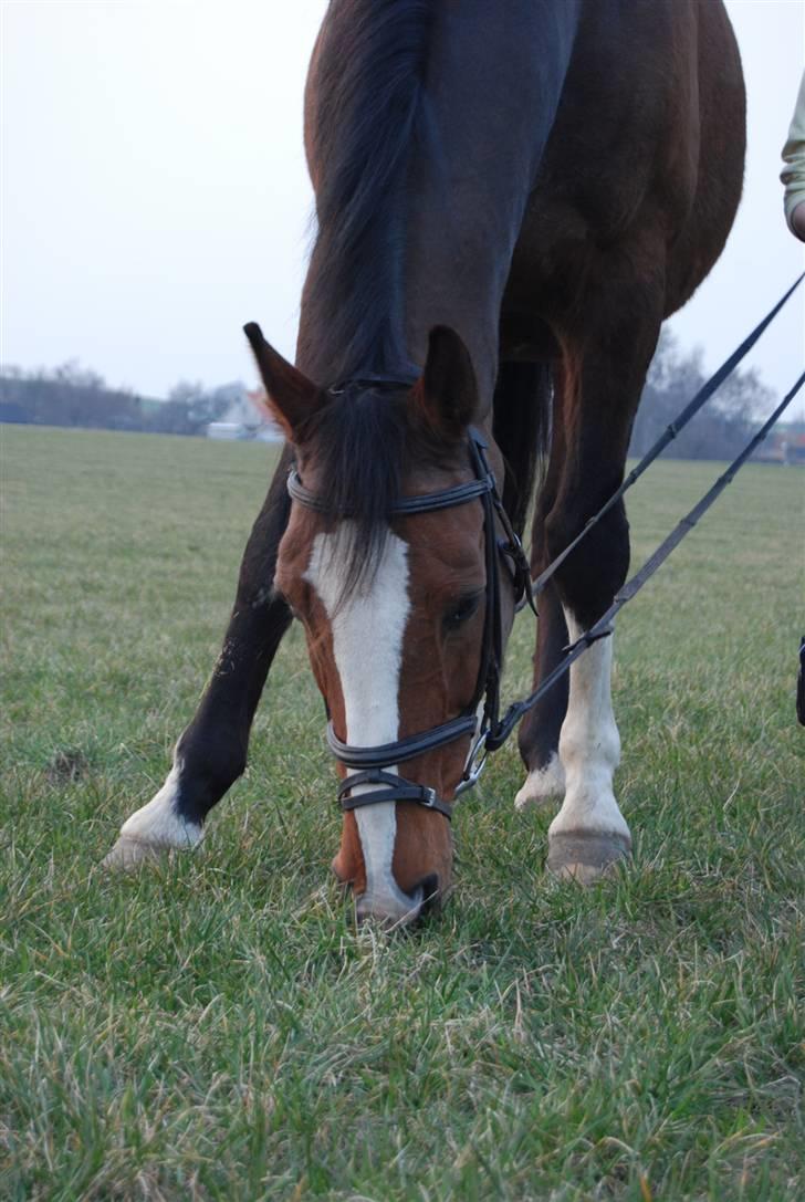 Dansk Varmblod Fabian 007 R.I.P - På marken (:  billede 5