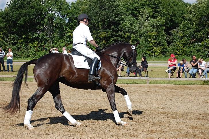 Dansk Varmblod Højgårds Delina - Sadelkåring i Sdr. Hygum d. 25/6-10. Foto: Trine Hobel. billede 9