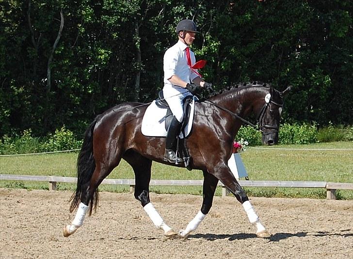 Dansk Varmblod Højgårds Delina - Sadelkåring i Sdr. Hygum d. 25/6-10. Foto: Trine Hobel. billede 10