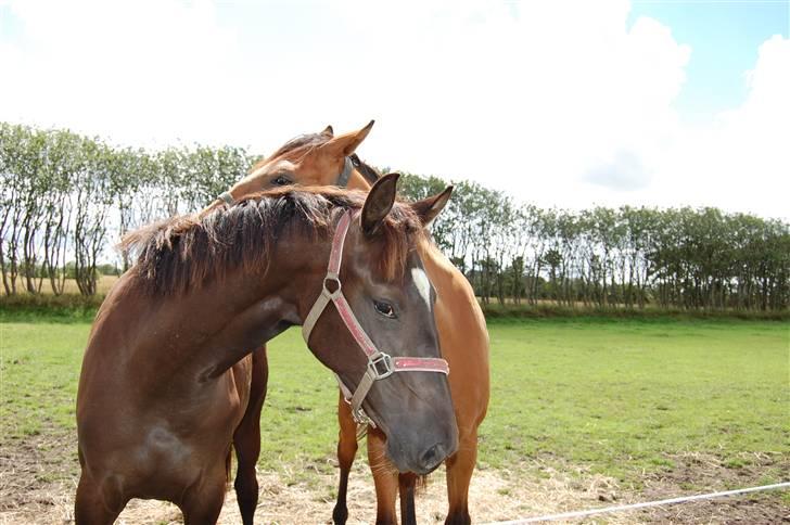 Dansk Varmblod Højgårds Delina billede 11
