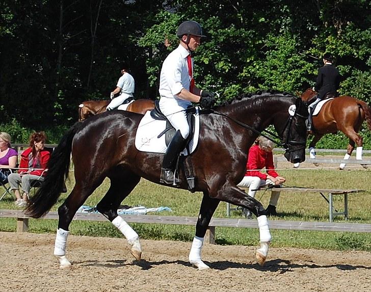 Dansk Varmblod Højgårds Delina - Sadelkåring i Sdr. Hygum d. 25/6-10. Foto: Trine Hobel. billede 13