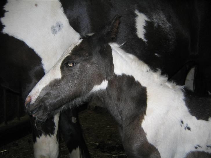 Tinker agerhøjs van chivas regal - her er chivases lille hoppeføl fra den 29 maj 2009 billede 16