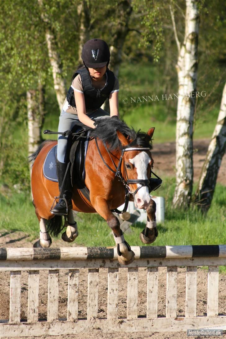 Welsh Pony af Cob-type (sec C) Hip Hop - Springtræning (: billede 3