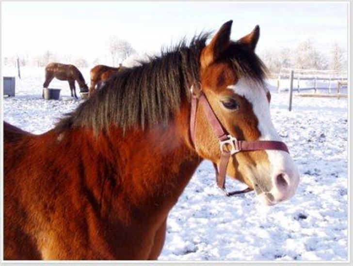 Welsh Pony af Cob-type (sec C) Hip Hop billede 4