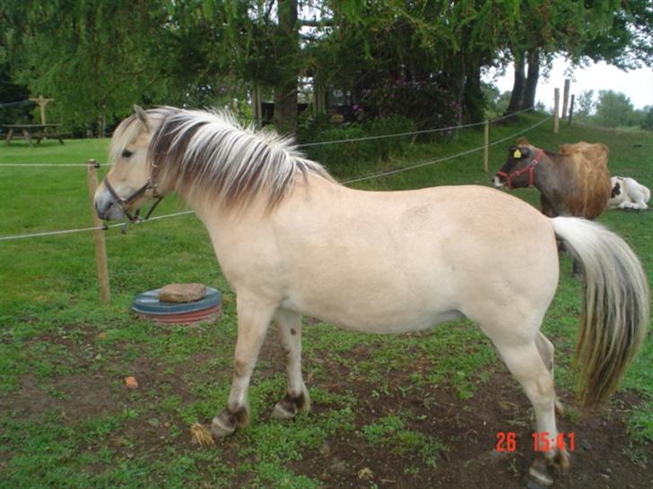 Fjordhest agerhøjs lilje  billede 5