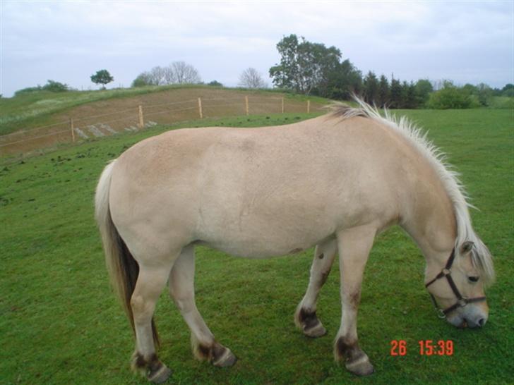 Fjordhest agerhøjs lilje  billede 6
