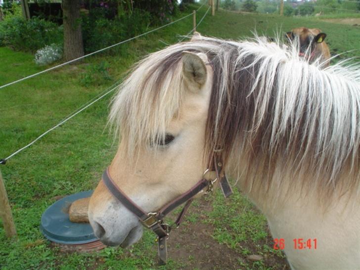 Fjordhest agerhøjs lilje  - min dejlige fjolle.. billede 7