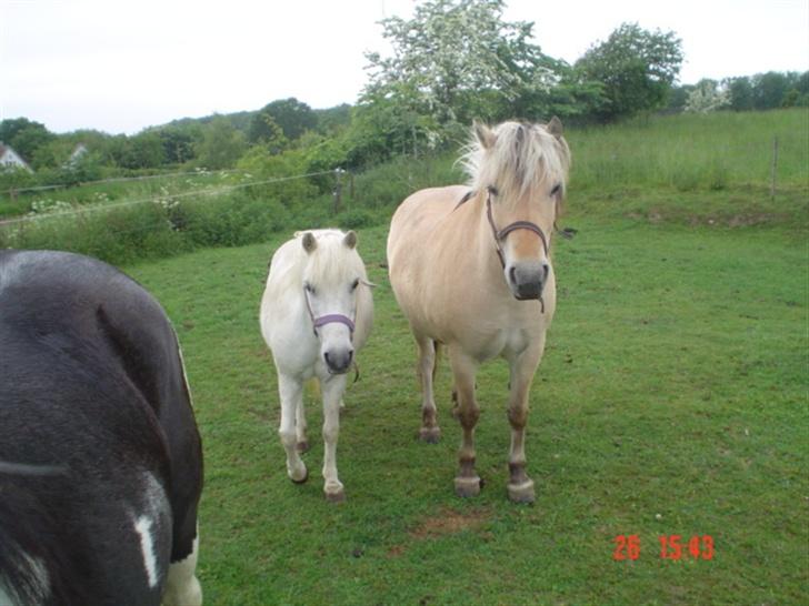 Fjordhest agerhøjs lilje  billede 8