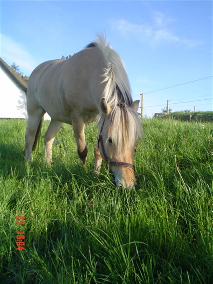 Fjordhest agerhøjs lilje  billede 9