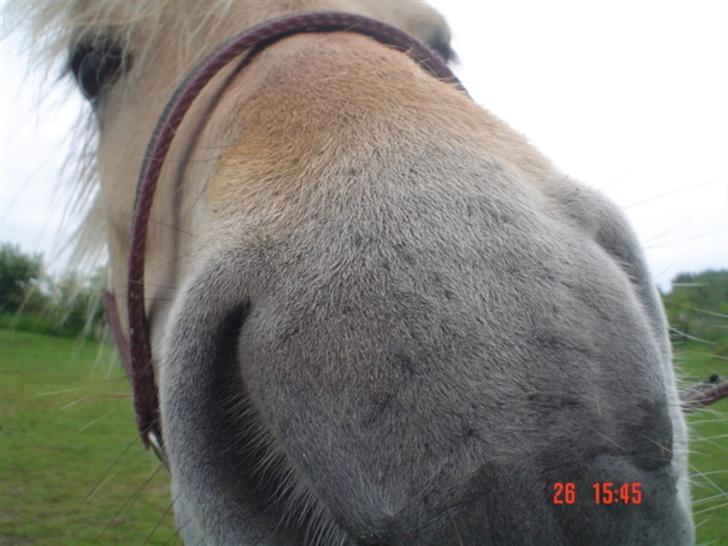 Fjordhest agerhøjs lilje  - liljes bløde mule billede 10