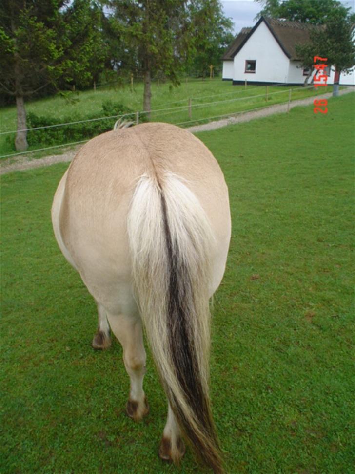 Fjordhest agerhøjs lilje  - som man siger når enden er god er alting godt.. billede 11