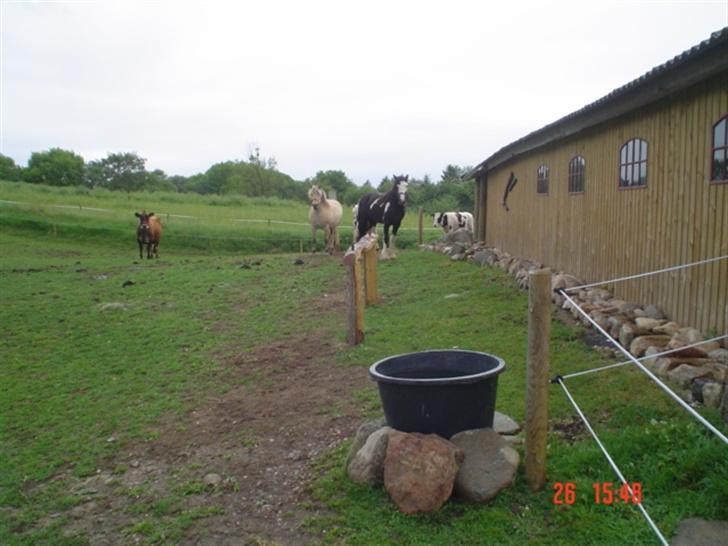 Fjordhest agerhøjs lilje  billede 12